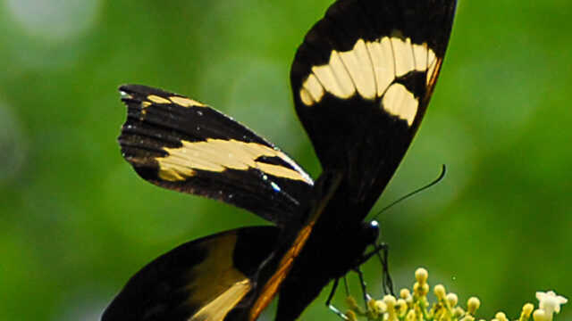 Natural-History-Museum-of-Jamaica-2.jpg