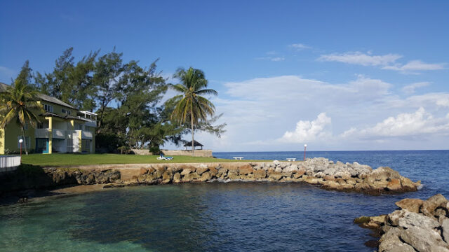 sea-palms-3.jpg