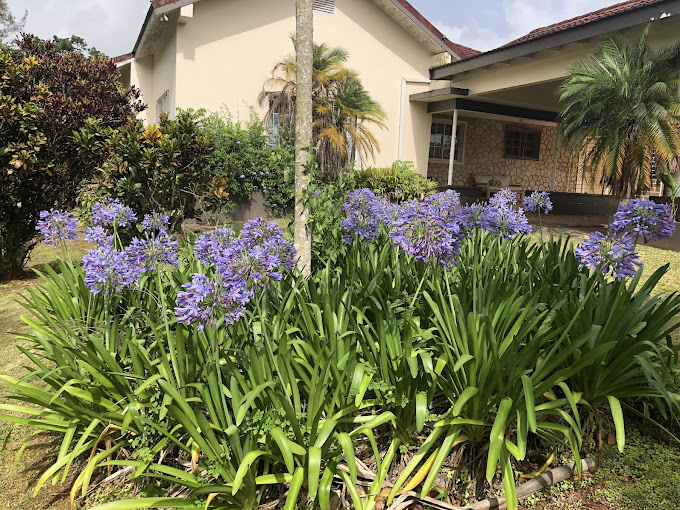 Agapantha Cottage 3