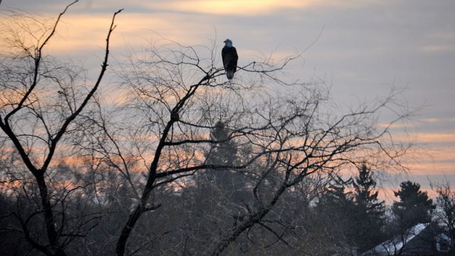 Eagles’ Perch 1