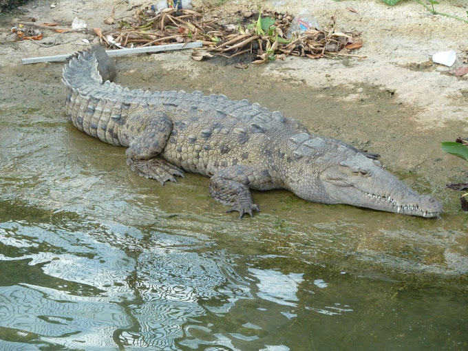 Black River Safari 2