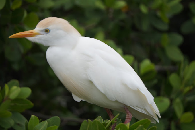 Black River Safari 3