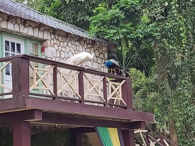 Cranbrook Flower Forest 1