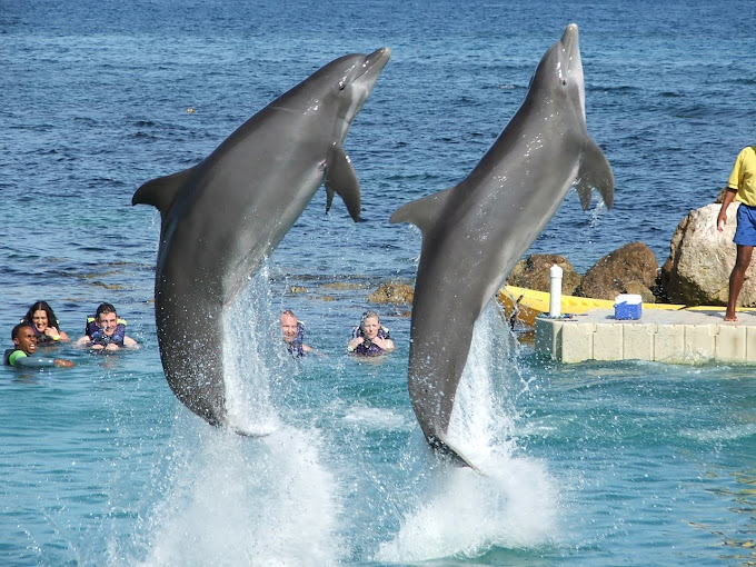 Dolphin Cove 3