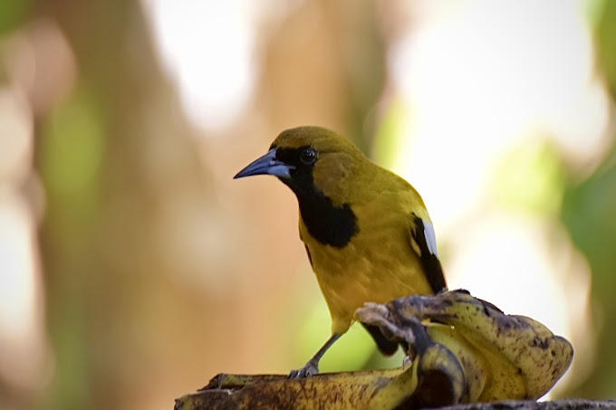 Rocklands Bird Sanctuary 4