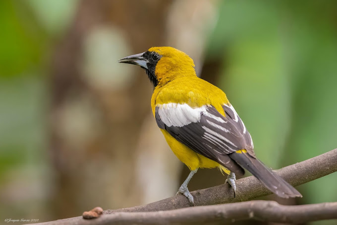 Rocklands Bird Sanctuary 5