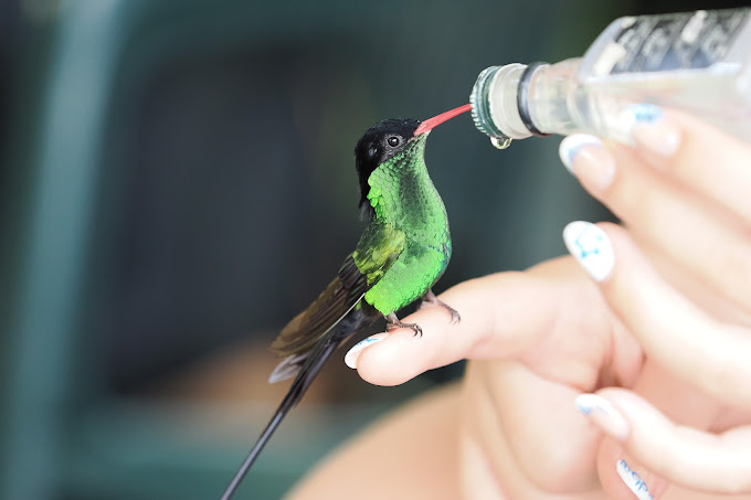 Rocklands Bird Sanctuary 6