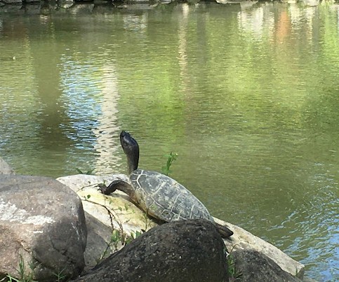 Turtle River Falls and Gardens 3