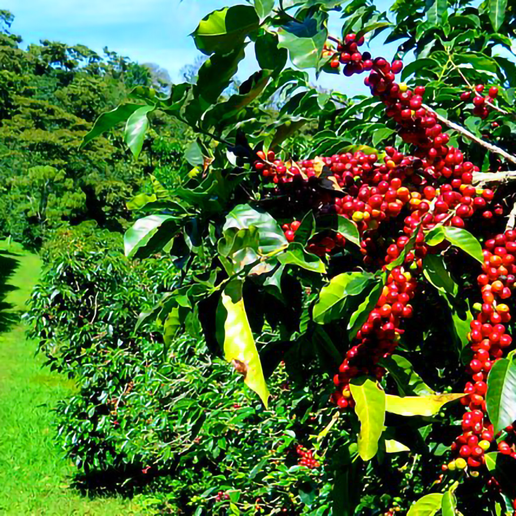 authentic Blue Mountain Coffee straight from the source.