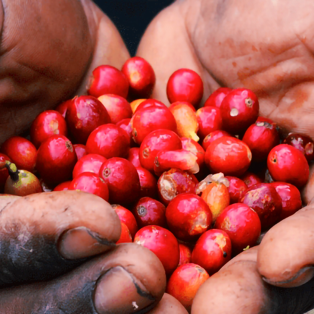 authentic Blue Mountain Coffee straight from the source.